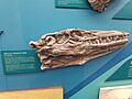 Tylosaurus kansasensis holotype skull