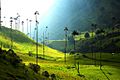 Valle de Cocora Salento