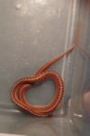 Virginia valeriae elegans - Western Smooth Earth Snake.PNG