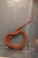 Virginia valeriae elegans - Western Smooth Earth Snake