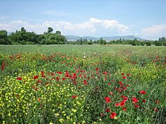 Wildflowers of Bardovci12