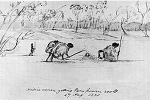 Yam diggers at Indented Head Victoria 1835