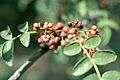 Zanthoxylum americanum
