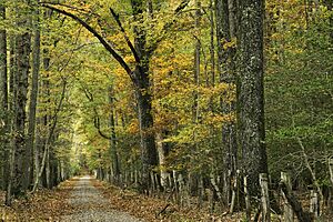 "Tolson" Road (7366077638)