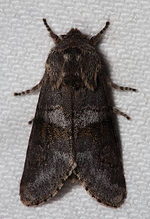 -10013 – Psaphida grandis – Gray Sallow Moth (25353929364).jpg
