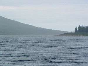 1120 LK Caribou swimming across George River