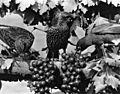 2 starlings and a robin on grape arbor. - DPLA - 9cd7742aa67b676375f64c4402dee2c2