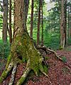 ANF Old-Growth Forest (1).jpg
