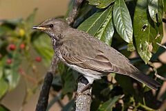 A dark-throated Thrush female - Dhanachuli, Uttarakhand India.jpg