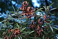 Acacia melanoxylon Seeds
