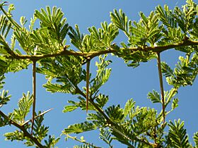 Acacia tortilis, haak- en steekdorings, Springbokvlakte