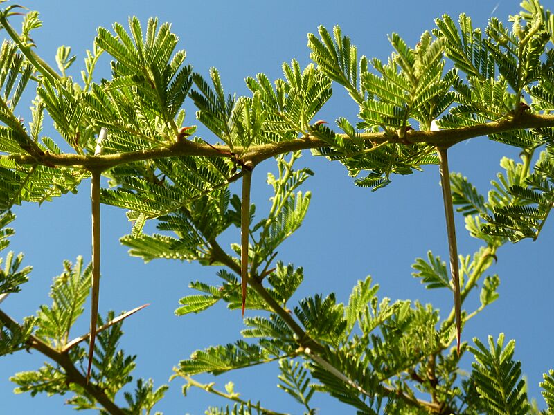 Acacia tortilis, haak- en steekdorings, Springbokvlakte