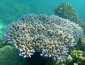 Acropora valida.jpeg