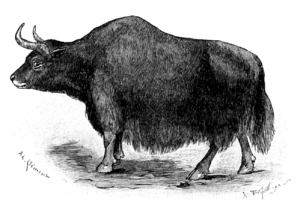 Across Thibet - A Wild Yak