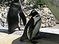 African Penguin Spheniscus demersus8