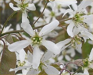 Amelanchier canadensis flower.jpg