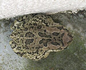 Amietophrynus rangeri Raucous toad Probable mature female IMG 3725