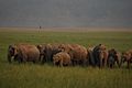 An elephant herd at Jim Corbett National Park