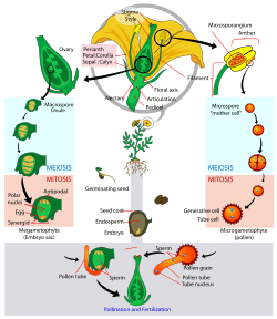Angiosperm life cycle diagram-en