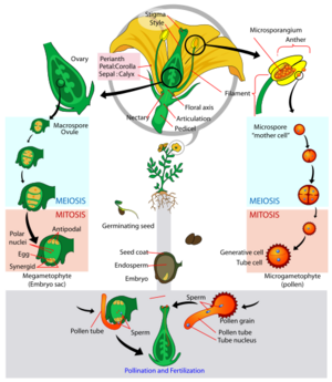 Angiosperm life cycle diagram-en