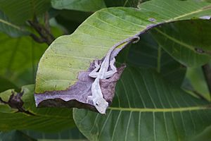 Anolis pentaprion.jpg