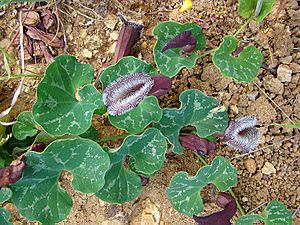 Aristolochia chilensis (8640786996)