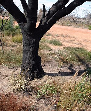 Banksia prionotes response to fire Burma Rd email