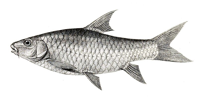 Barbus neilli Achilles 140