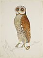 Bay Owl - 51 drawings of birds and mammals at Bencoolen, Sumatra (c.1824) - BL NHD 47-34