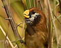 Black-breasted Parrotbill AMSM1523