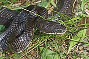 Black Rat Snake - Elaphe obsoleta obsoleta, Merrimac Farm Wildlife Management Area, Virginia.jpg
