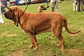 Bloodhund 767