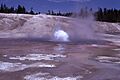 BlueGeyser-Pittenger1972