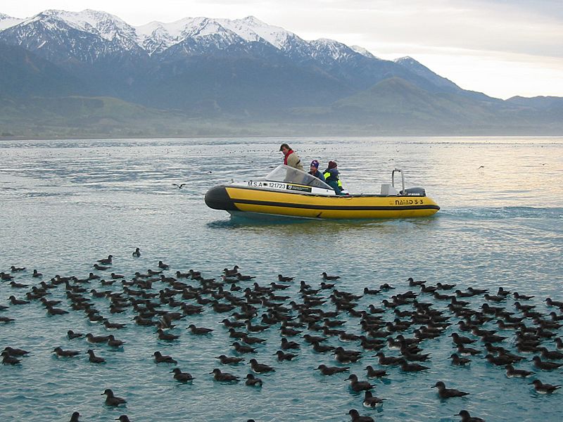 Boat with Hutton's shearwaters