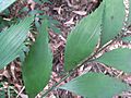 Bowenia Lake Tinaroo 2