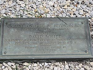 Callixylon Tree Plaque