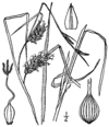 Carex tuckermanii BB-1913