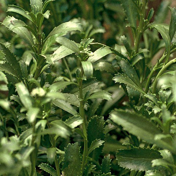 Coastal peppercress cropped DOC