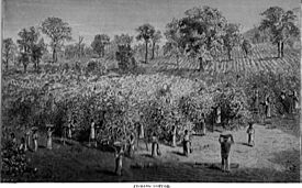 Coffee; from plantation to cup. A brief history of coffee production and consumption. With an appendix containing letters written during a trip to the coffee plantations of the East and through the (20541585900)