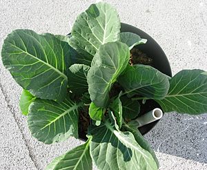 Collards in container