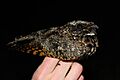 Common Poorwill