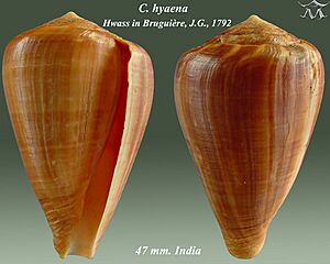 Conus hyaena 1.jpg