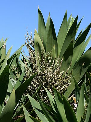 CordylineObtectaFruit