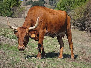 Corriente cattle white belly