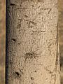 Currajong bark detail