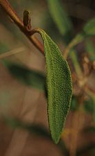 Dicrastylis exsuccosa leaf