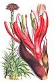Doryanthes-excelsa Fitch
