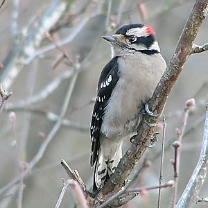 Downy Woodpecker (Picoides pubescens) - male on branch