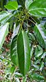 Elaeocarpus culminicola leaves