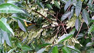 Elaeocarpus culminicola leaves and flowers.jpg